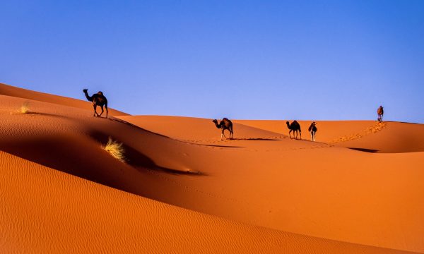 Camels in yoga retreat in morocco
